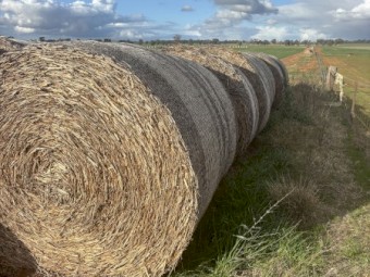 Canola Hay 2024 - large round bales
