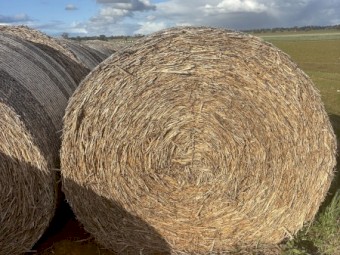 Canola Hay 2024 - large round bales