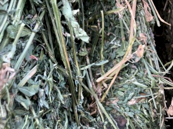 150 x Lucerne Hay 565kg 8x4x3 Bales