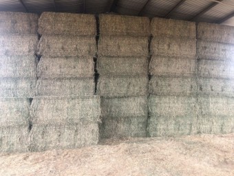 150 x Lucerne Hay 565kg 8x4x3 Bales