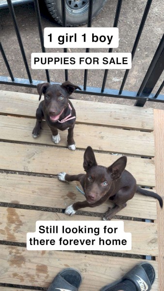 For sale Kelpie cross border collie puppy’s 