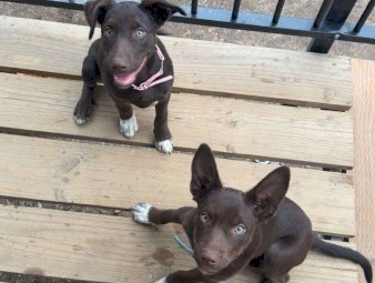 For sale Kelpie cross border collie puppy’s 