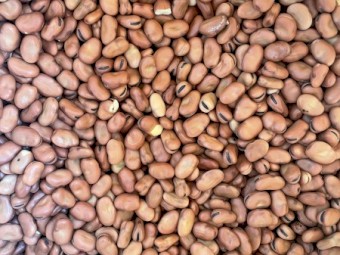 35-40mt Samira Faba Beans