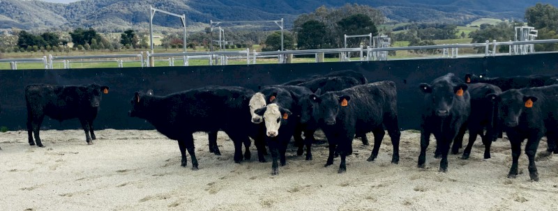 ANGUS & ANGUS/HEREFORD calves 
