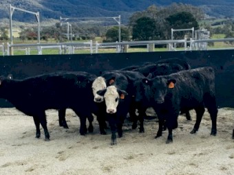ANGUS & ANGUS/HEREFORD calves 