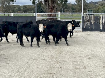 ANGUS & ANGUS/HEREFORD calves 