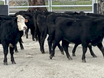 ANGUS & ANGUS/HEREFORD calves 