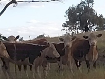 Quality Poll Hereford Heifers