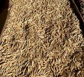 Kowari oats