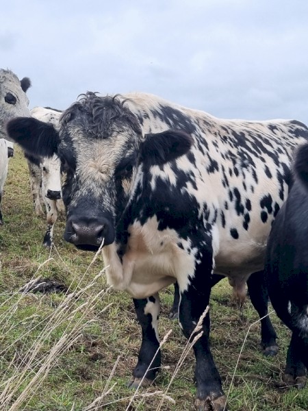 Proven 2yo Speckle Park Bull