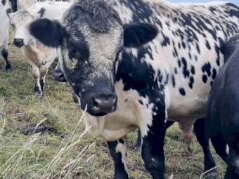 Proven 2yo Speckle Park Bull