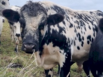 Proven 2yo Speckle Park Bull