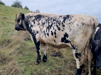 Proven 2yo Speckle Park Bull
