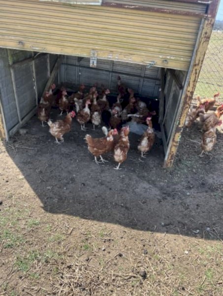 Laying Hens 