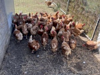 Laying Hens 