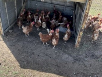 Laying Hens 