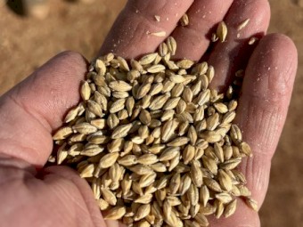 44mt BAR1 Feed Barley