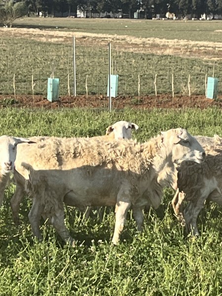 Australian White Ram