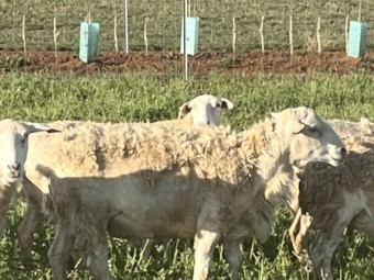 Australian White Ram