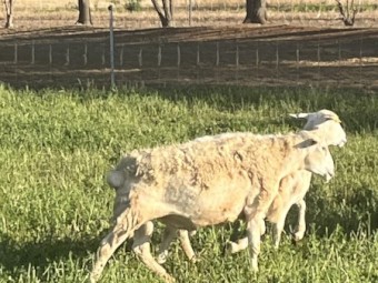 Australian White Ram