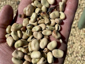 25mt PBA Bendoc Faba Beans #2 