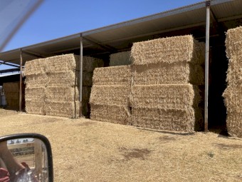 230mt Canola Hay 550kg 8x4x3 Bales