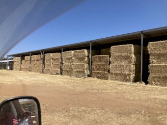 230mt Canola Hay 550kg 8x4x3 Bales