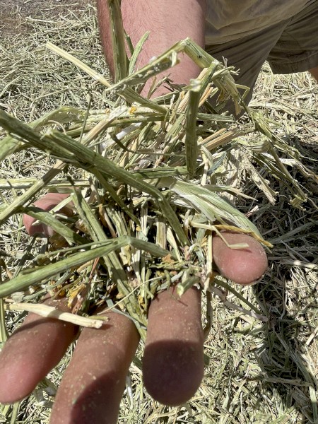 Canola Hay 400kg 5x4 Rolls