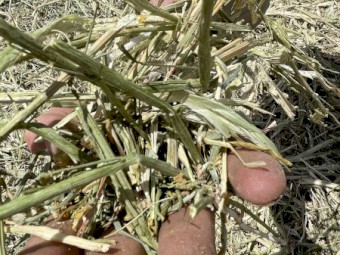 250mt Canola Hay 400kg 5x4 Rolls