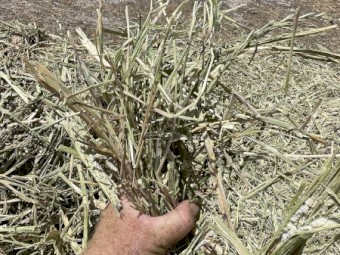 250mt Canola Hay 400kg 5x4 Rolls