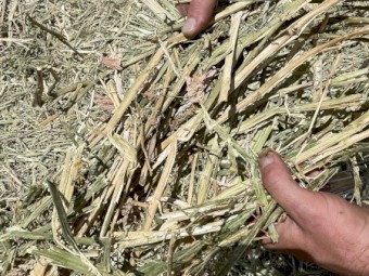 250mt Canola Hay 400kg 5x4 Rolls