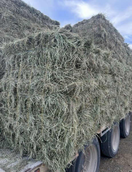 Lucerne Rye Hay Small Square Bales