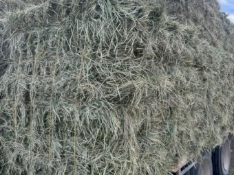 Lucerne Rye Hay Small Square Bales