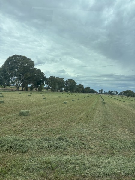 Lucerne Small Squares
