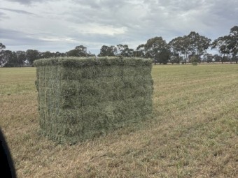 Lucerne Small Squares