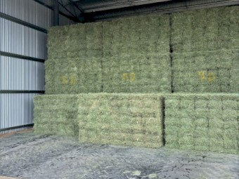 Lucerne Small Squares