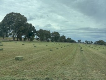Lucerne Small Squares