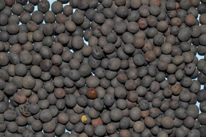 WANTED 8mt Popany Vetch Seed