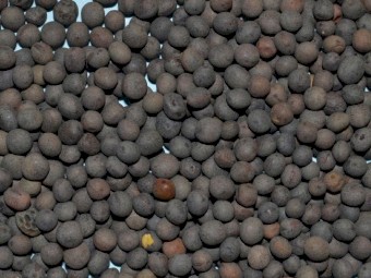 WANTED 8mt Popany Vetch Seed