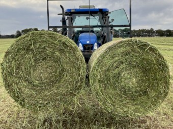 Balansa Clover Silage