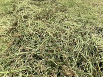 Balansa Clover Silage