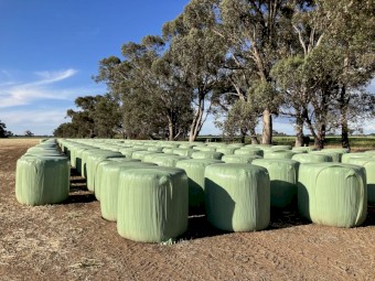 Balansa Clover Silage
