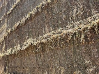 600mt Vetch Hay 650kg 8x4x3 Bales