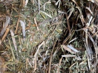 Vetch 2023 No rain Shedded