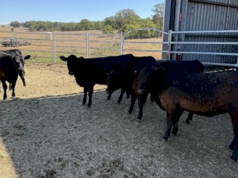 Angus Heifers $3 Per Kg + GST 