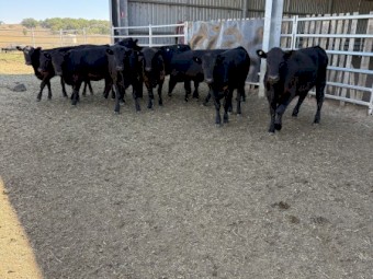 Angus Heifers $3 Per Kg + GST 