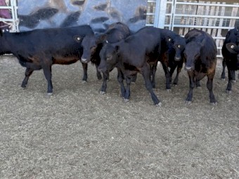 Angus Heifers $3 Per Kg + GST 