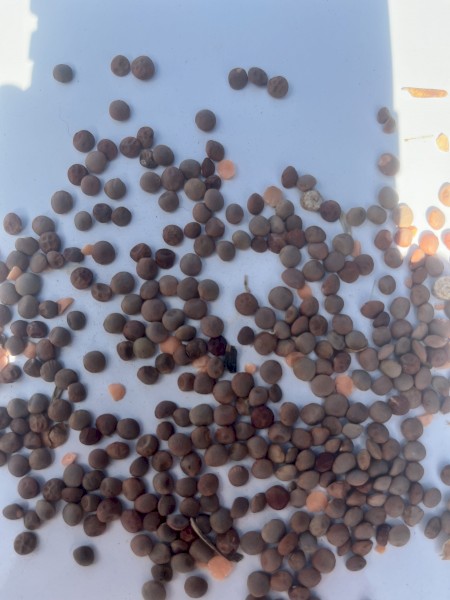 200mt Lentils