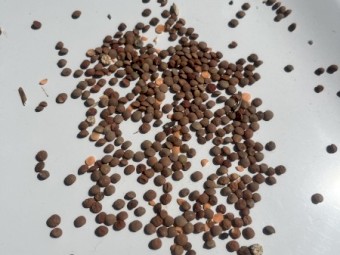200mt Lentils