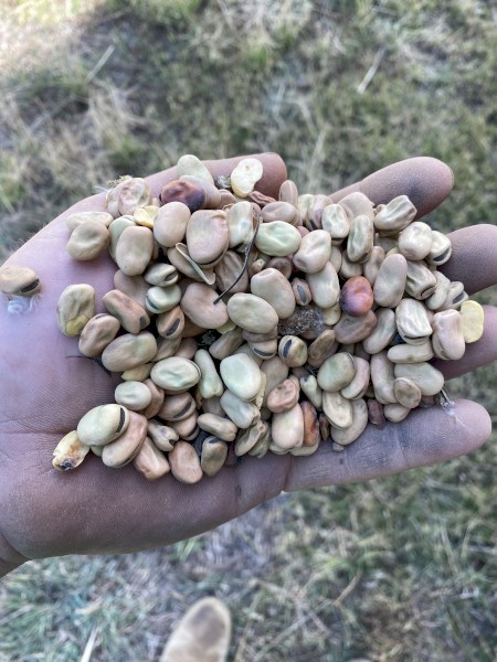 Faba Beans